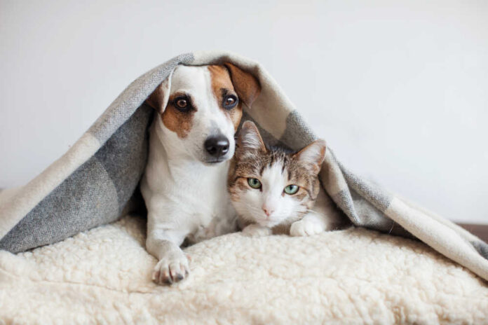 Use These Tips to Remove Pet Stains